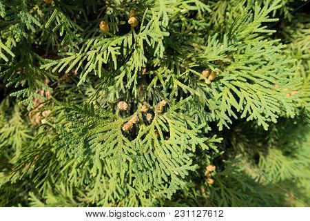 Leafage Of Thuja Occidentalis With Seed Cones