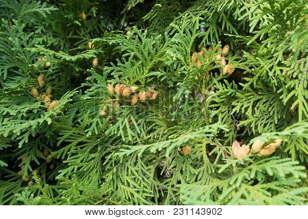 Northern White-cedar Foliage With Seed Cones In Autumn