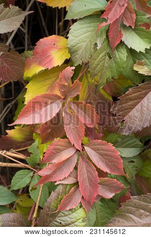 Ornamental Foliage Of Parthenocissus Quinquefolia In Autumn