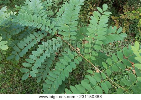 Pinnately Compound Leaves Of Black Locust Tree