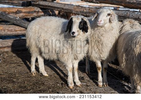 Mongolian Sheep In Small Wooden Barn Near Fence