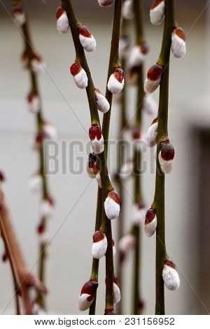Pussy Willow (salix Caprea)  Branches In Early Spring Nature. Light Grey Shallow Focus Background.