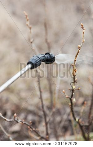 Sprinkling Of Currant With Fungicide