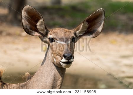 Close up of the Antelope female face