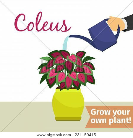 Hand With Watering Can Pours Coleus Vector Illustration For Flower Shop