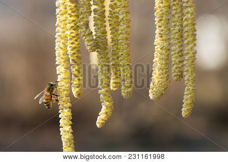 Bee Collects Pollen On Hazel