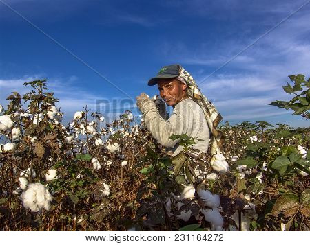 Leme, Sao Paulo, Brazil, May 10, 2005. Worker Makes Manual Cotton Harvesting On A Plantation In The 