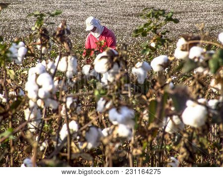 Leme, Sao Paulo, Brazil, May 10, 2005. Worker Makes Manual Cotton Harvesting On A Plantation In The 