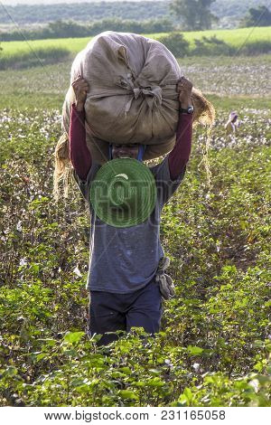 Leme, Sao Paulo, Brazil, May 10, 2005. Worker Makes Manual Cotton Harvesting On A Plantation In The 