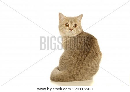 Cinzento gato escocês