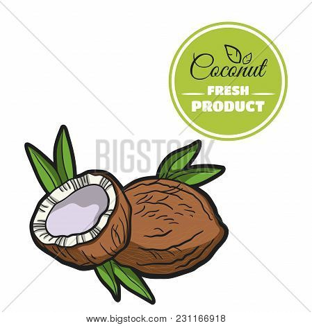 Hand Drawn Fresh Walnut Isolated On White Background. Colorful Close-up Nuts. Vector Illustration