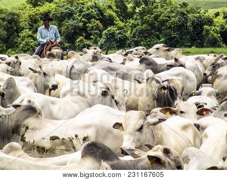 Magda, Sao Paulo, Brazil, March 08, 2006: The Cowboy Leads A Group Of Nelore Cattle Being Herded Thr