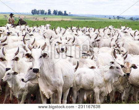 Magda, Sao Paulo, Brazil, March 08, 2006: The Cowboy Leads A Group Of Nelore Cattle Being Herded Thr