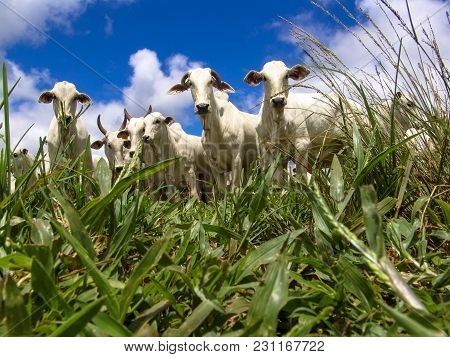 Sao Paulo, Brazil - March 08, 2006: A Group Of Nelore Cattle Being Herd Through A Wet Field In A Cat