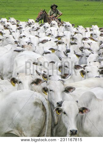 Magda, Sao Paulo, Brazil, March 08, 2006: The Cowboy Leads A Group Of Nelore Cattle Being Herded Thr