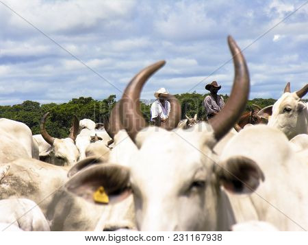 Magda, Sao Paulo, Brazil, March 08, 2006: The Cowboy Leads A Group Of Nelore Cattle Being Herded Thr