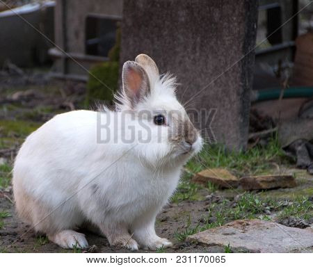 Rabbit, Little Sweet Bunny. The Lionhead Rabbit