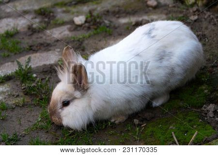 Rabbit, Little Sweet Bunny. The Lionhead Rabbit