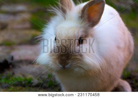 Rabbit, Little Sweet Bunny. The Lionhead Rabbit