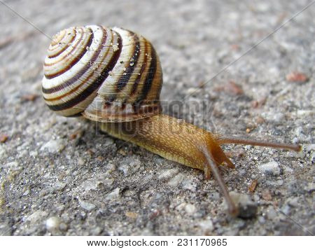 Snail On The Asphalted Road The Concept Of Danger To The Environment