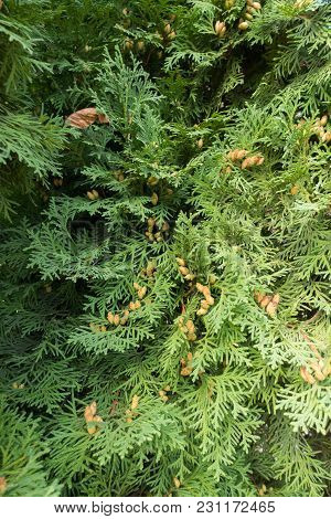 Thuja Occidentalis Foliage With Seed Cones In Autumn