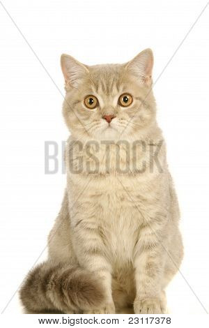 Cinzento gato escocês