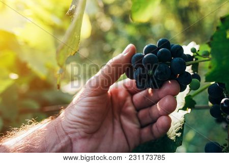 Farmer Examining And Picking Grapes Fruit Grown In Organic Grapeyard Garden, Male Hand Holding Ripen