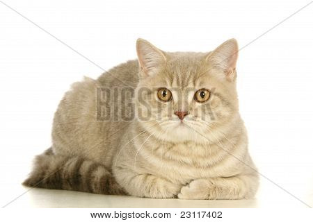 Gato escocês cinzento branco