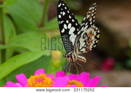 Close Up. Beautiful  Butterfly Drinking Nectar On Kertas Flowers. Indonesian Butterfly