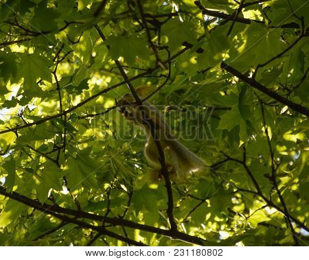 A Squirrel On The Branches Of A Maple. The Squirrel Is A Forest Rodent.
