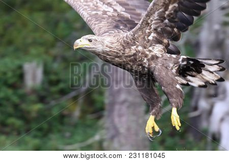 The Eagle Is A Large-scale Nesting Bird