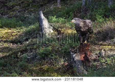 The Eagle Is A Large-scale Nesting Bird