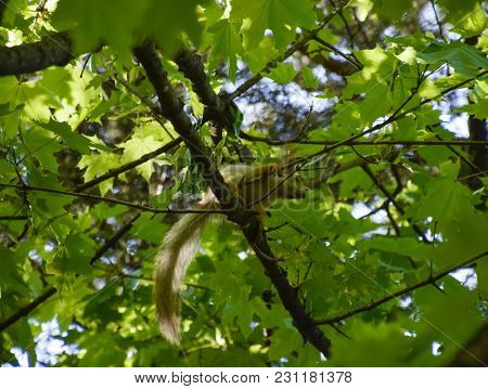 A Squirrel On The Branches Of A Maple. The Squirrel Is A Forest Rodent.