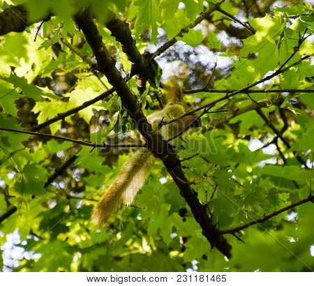 A Squirrel On The Branches Of A Maple. The Squirrel Is A Forest Rodent.