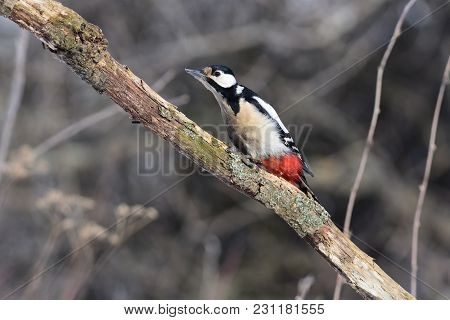 The Great Spotted Woodpecker (dendrocopos Major) Strongly Craned Its Neck Along The Branches, Hiding