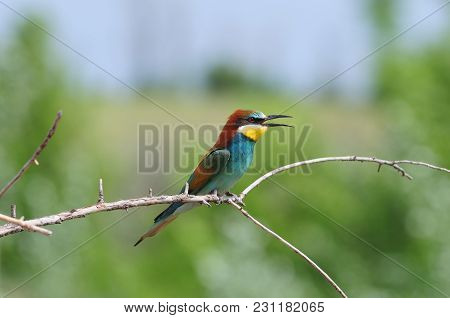 European Bee-eater (merops Apiaster) With Ruffled Feathers On The Nape Opened Its Beak (sitting On A