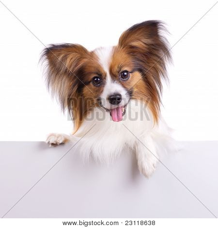 Papillon Hund