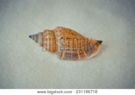 One Interesting Shell On The White Sand
