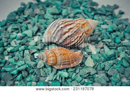 Seven Or A Set Of Several Different Shells On A Green Stones