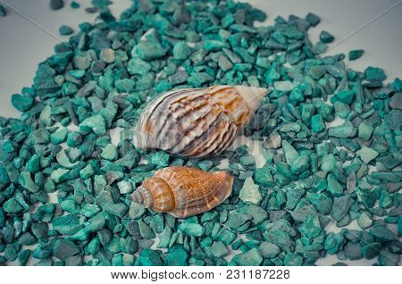 Seven Or A Set Of Several Different Shells On A Green Stones