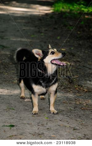 Собака, животное в парк на прогулку. Mongrel не породистых собак.