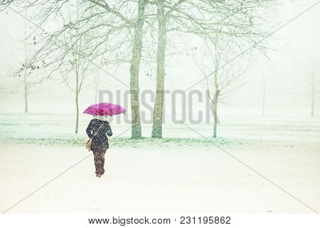 Woman Walking Through Snow With Umbrella, Parco Di Monza, Italy