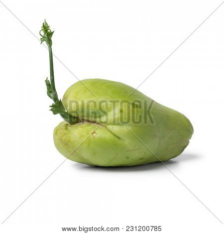  Sprouting green chayote  on white background