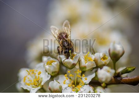 Honey Bee Collects Nectar And Pollen From Cherry-plum Flowers White On A Branch Close-up. Half-open 