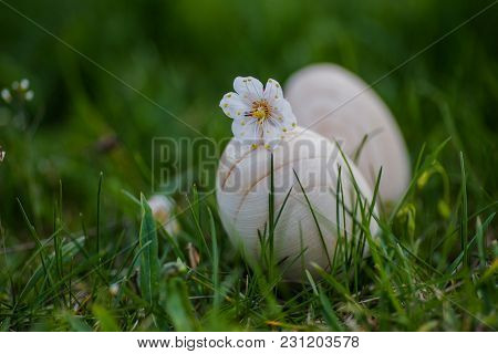 Two White Wooden Easter Eggs With A Branch Of Apricot In Green Grass. Easter Background. Search For 