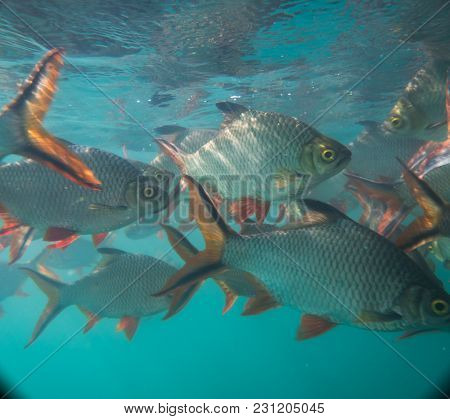 Nile tilapia in pond (Oreochromis niloticus) in Ratchaprapha Dam at Khao Sok National Park, Surat Thani Province, Thailand