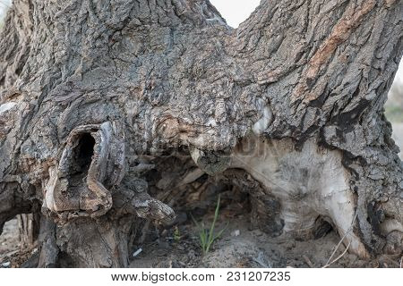 Wrinkled Bark Of Old Acacia In Autumn