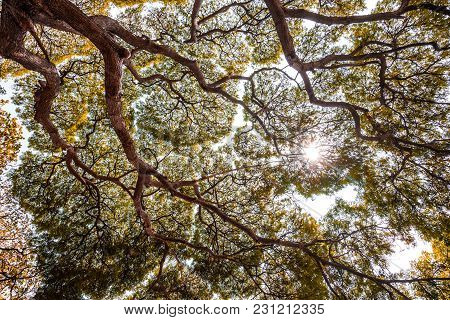 Large Samanea Saman Tree With Branch With Sunlight