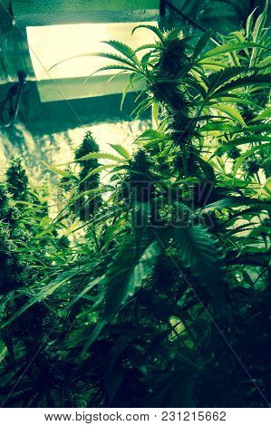 Marijuana Cultivation Indoor Growing, Cannabis Plants In Grow Box
