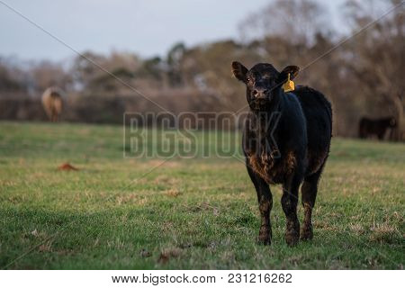 Black Angus Calf Stands In A Spring Pasture To The Right With Blank Area To The Left And Out Of Focu